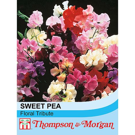Sweet Pea 'Floral Tribute' at beechmount garden centre