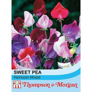 Sweet Pea 'Heirloom Mixed' at beechmount garden centre