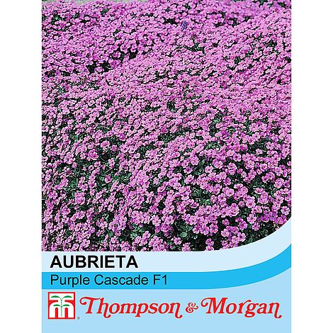 Aubrieta 'Purple Cascade' F1 Hybrid at beechmount garden centre