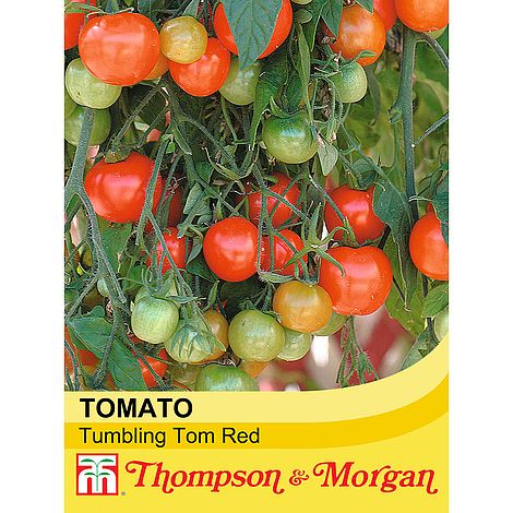 Tomato 'Tumbling Tom Red' at beechmount garden centre
