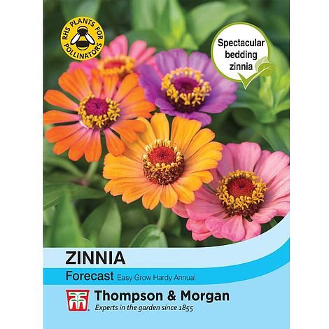 Zinnia 'Forecast' at beechmount garden centre