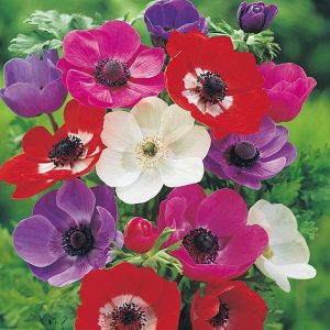 anemone coronaria de caen mixed at beechmount garden centre