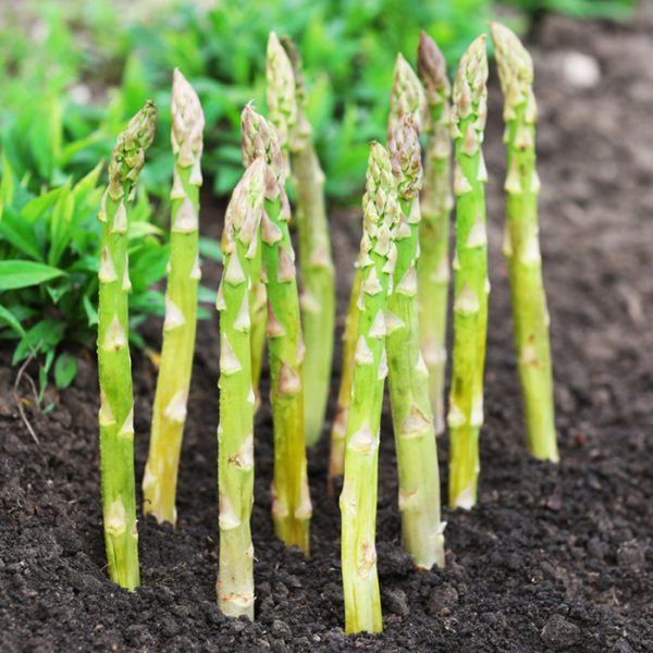 asparagus-boonlim at beechmount garden centre