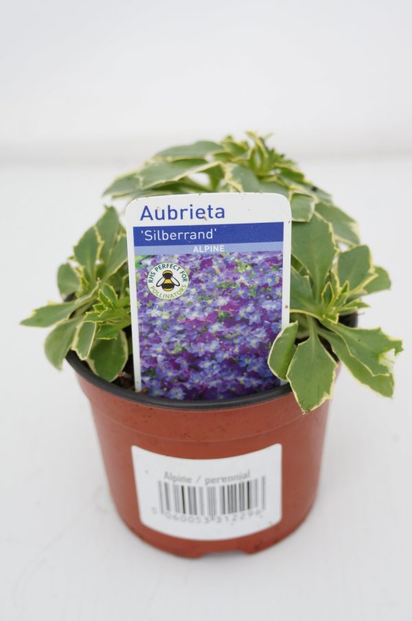 aubrieta variegated at beechmount garden centre