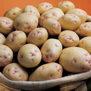 cara seed potatoes at beechmount garden centre