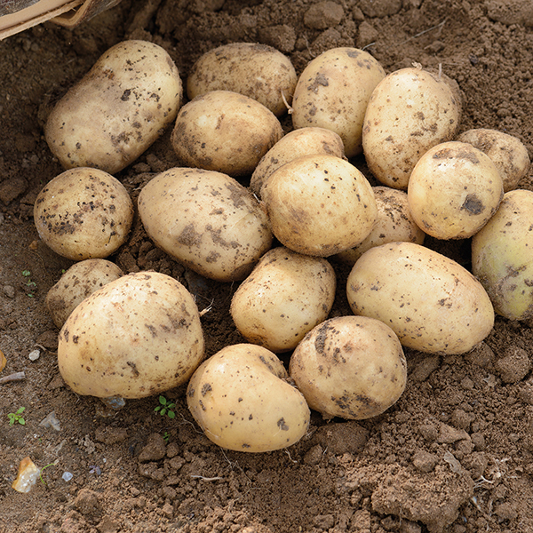 Casablanca seeed potatoes at beechmount garden centre