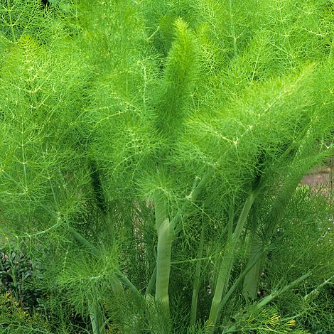 fennel at beechmount garden centre
