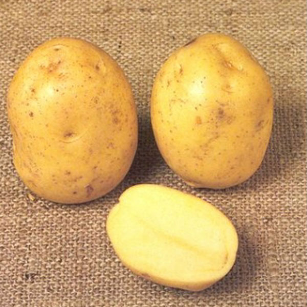 mccacin seed potatoes premiere at beechmount garden centre
