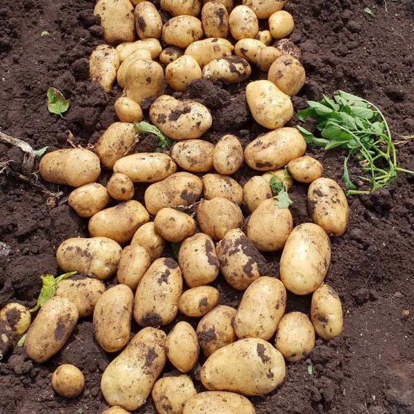 mccain seed potatoes royal at beechmount garden centre