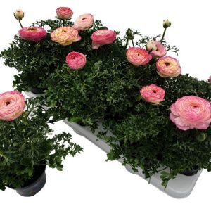 ranunculus bicolor AT BEECHMOUNT GARDEN CENTRE