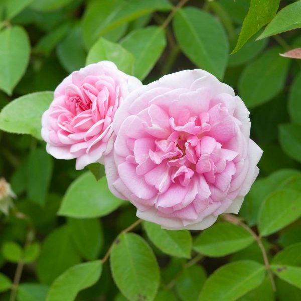 rosa blairii no 2 at beechmount garden centre