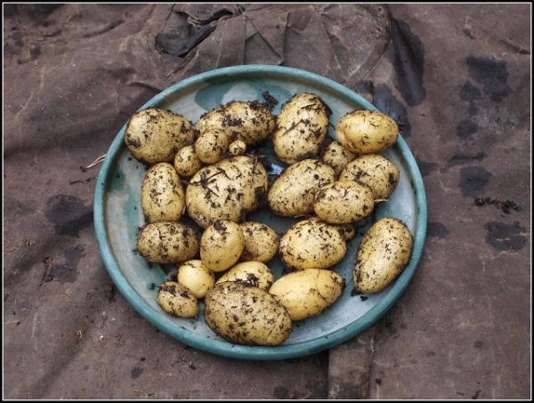 sarpo kifli seed potatoes at beechmount garden centre