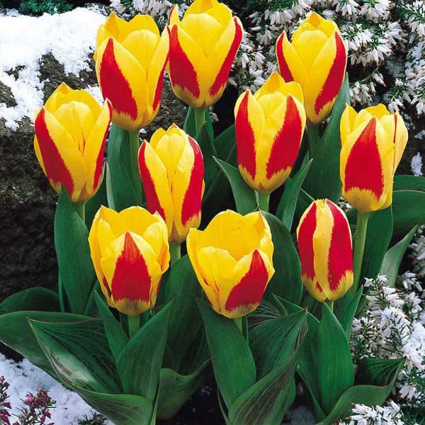 tulip stressa at beechmount garden centre