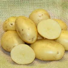 vitabella seed potatoes at beechmount garden centre