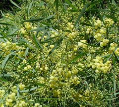 Acacia Retinodes at beechmount garden centre