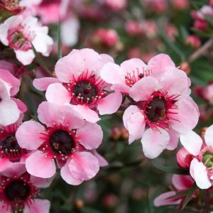 Leptospermum scoparium 'Coral Candy' at beechmount garden centre