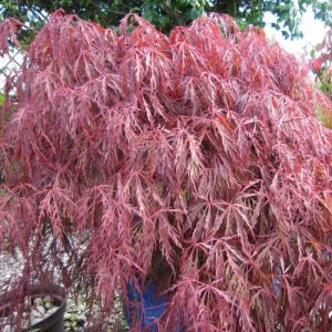 acer pal diss garnet at beechmount garden centre