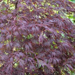 acer-palmatum-dissectum-atropurpureum at beechmount garden centre