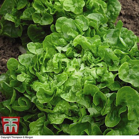 organic lettuce red and green salad bowl at beechmount garden centre