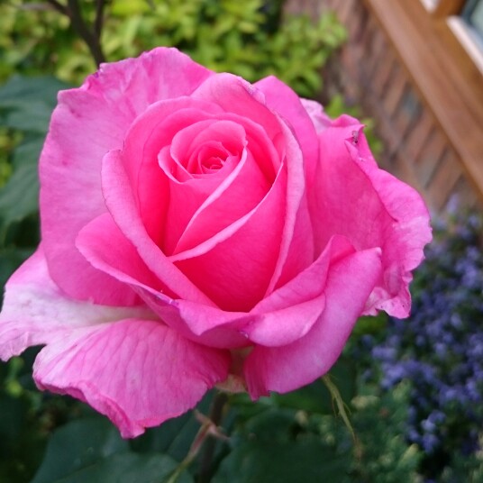 rosa congratulations at beechmount garden centre
