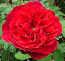 rosa l.d. braithwaite at beechmount garden centre