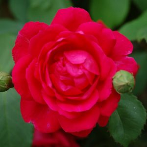 rosa pauls scarlet at beechmount garden centre