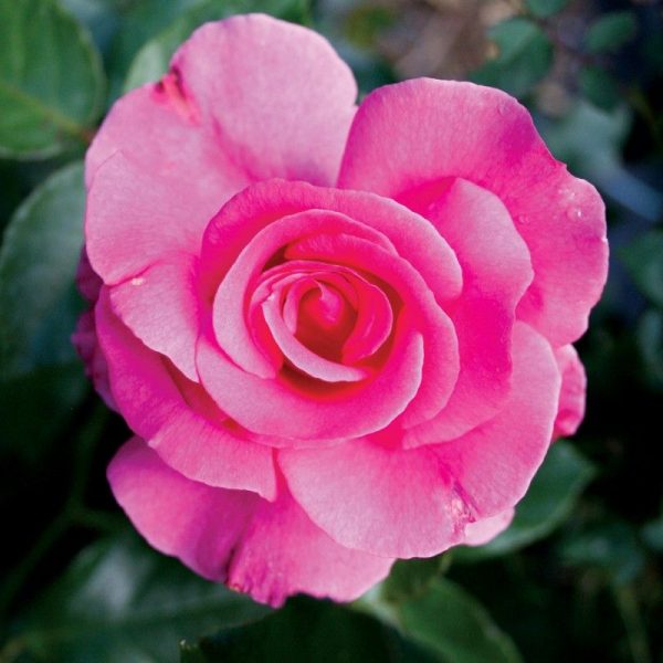 rosa-romance at beechmount garden centre