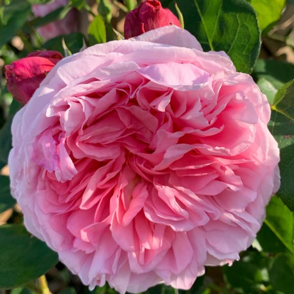 rosa saint swithun at beechmount garden centre