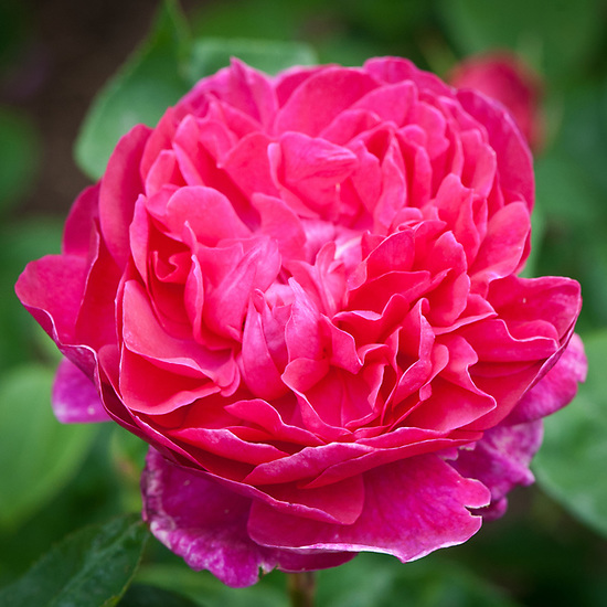 Rosa Sophy's Rose at beechmount garden centre