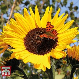 sunflower russian giant start a garden at beechmount garden centre