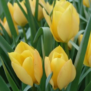 tulip bright gem at beechmount garden centre