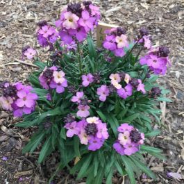 erysimum_poem_lavender at beechmount garden centre
