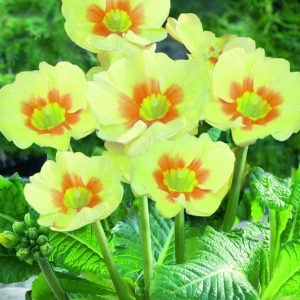 primula lime with orange at beechmount garden centre