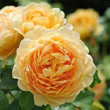 rosa golden celebtation at beechmount garden centre