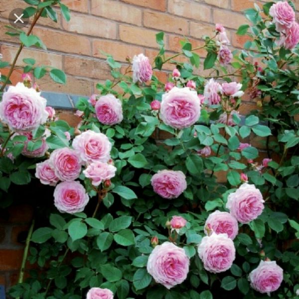 rosa james galway at beechmount garden centre