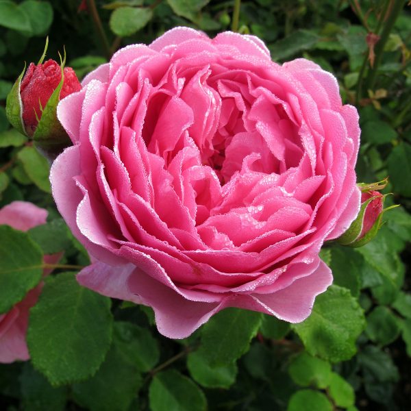 rosa princess alexandra of kent at beechmount garden centre