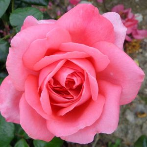 rosa special anniversary at beechmount garden centre