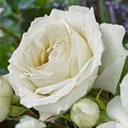 rosa white symphony at beechmount garden centre
