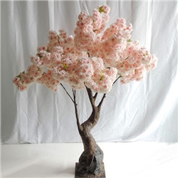 Cherry Blossom Tree 165cm at beechmount garden centre