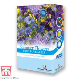 Summer Flowers True Blue Skies at beechmount garden centre