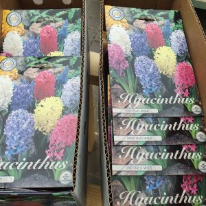Hyacinth Orientals Mixed at beechmount garden centre