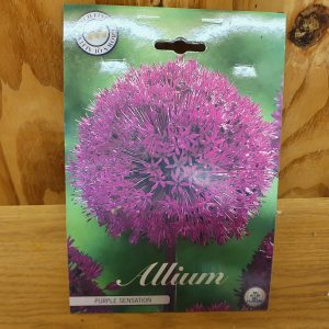 Allium Purple Sensation at beechmount garden centre