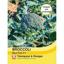 Broccoli 'Blue Finn' F1 Hybrid (Calabrese) at beechmount garden centre