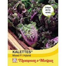 Kalettes® Garden Mix F1 at beechmount garden centre