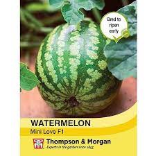 Watermelon 'Mini Love' F1 Hybrid Seeds at beechmount garden centre