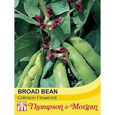 Broad Bean 'Crimson Flowered' at beechmount garden centre