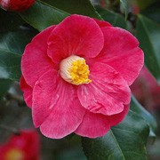 Camellia japonica 'Doctor King' 3ltr at beechmount garden centre