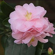 Camellia 'Spring Festival' 3ltr at beechmount garden centre