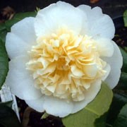Camellia japonica 'Brushfield's Yellow' at beechmount garden centre