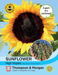 Sunflower 'High Hopes' at beechmount garden centre